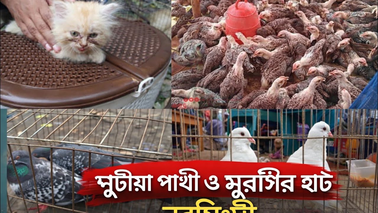 নরসিংদী জেলার ঐতিহ্যবাহী পুটিয়া হাট, শিবপুর থানা নরসিংদী ২৫. ১০. ২০২৫#foryou #vlog 