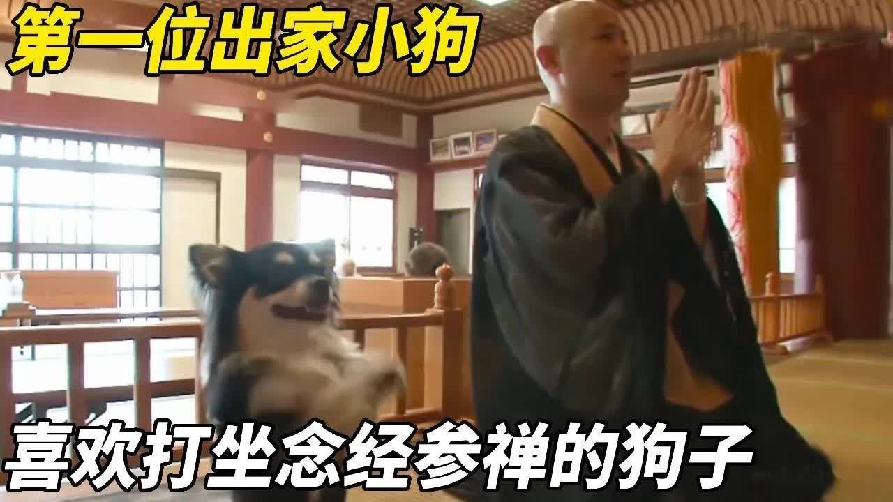 世界上第一家出家的小狗，它喜欢打坐念经拜佛，如今甚至拥有了自己的法号！【悦贝电影】