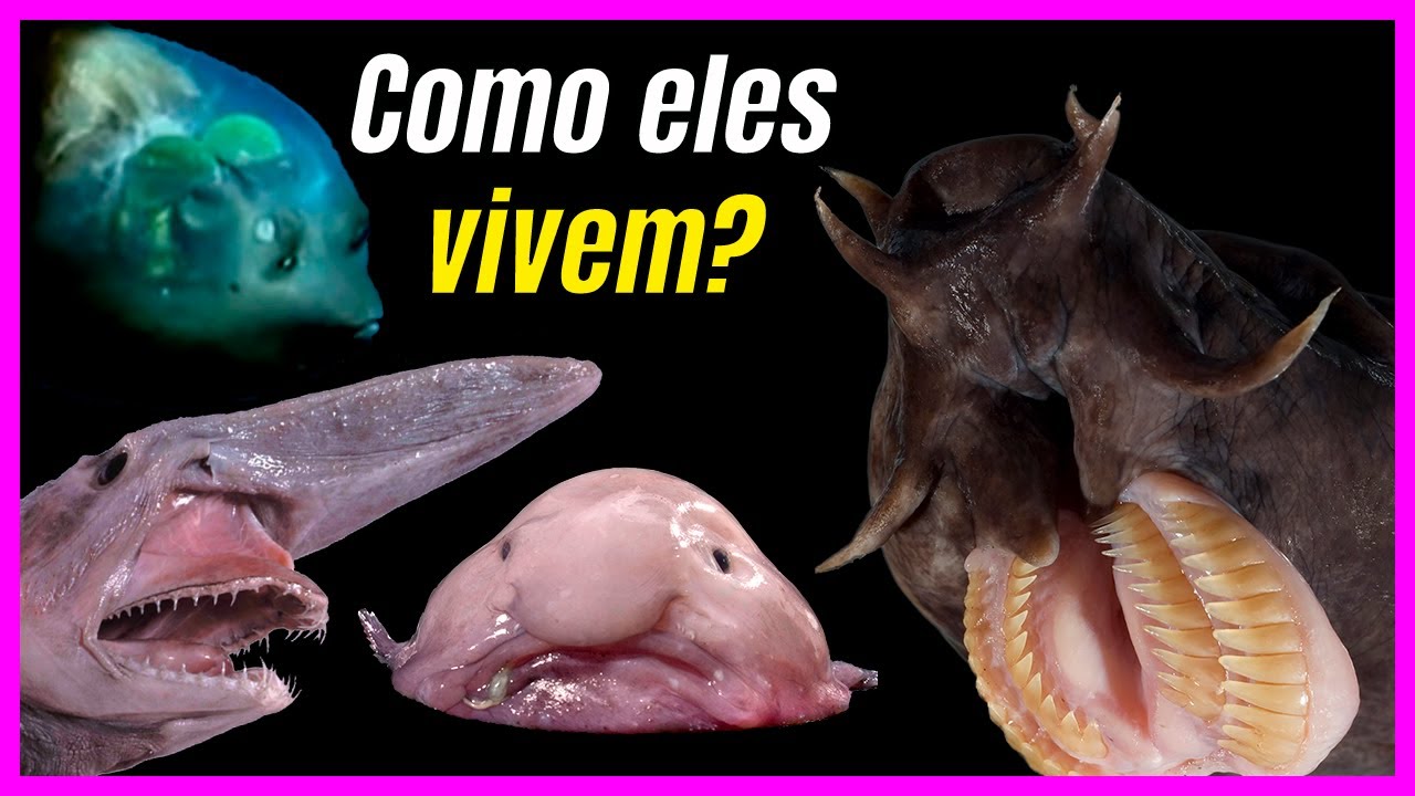 Top 10 PEIXES ABISSAIS mais BIZARROS do mundo!