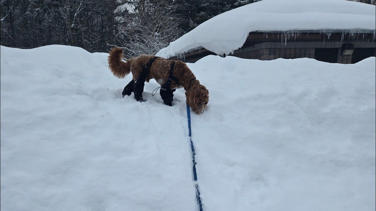 Puppy's FULL UNEDITED winter walk