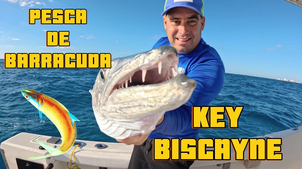 CAPTURA DE BARRACUDA EN KEY BISCAYNE ​fishing#miami#videoviral#pesca#