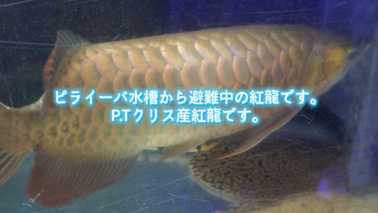 ピライーバ水槽と同居魚、避難中の紅龍