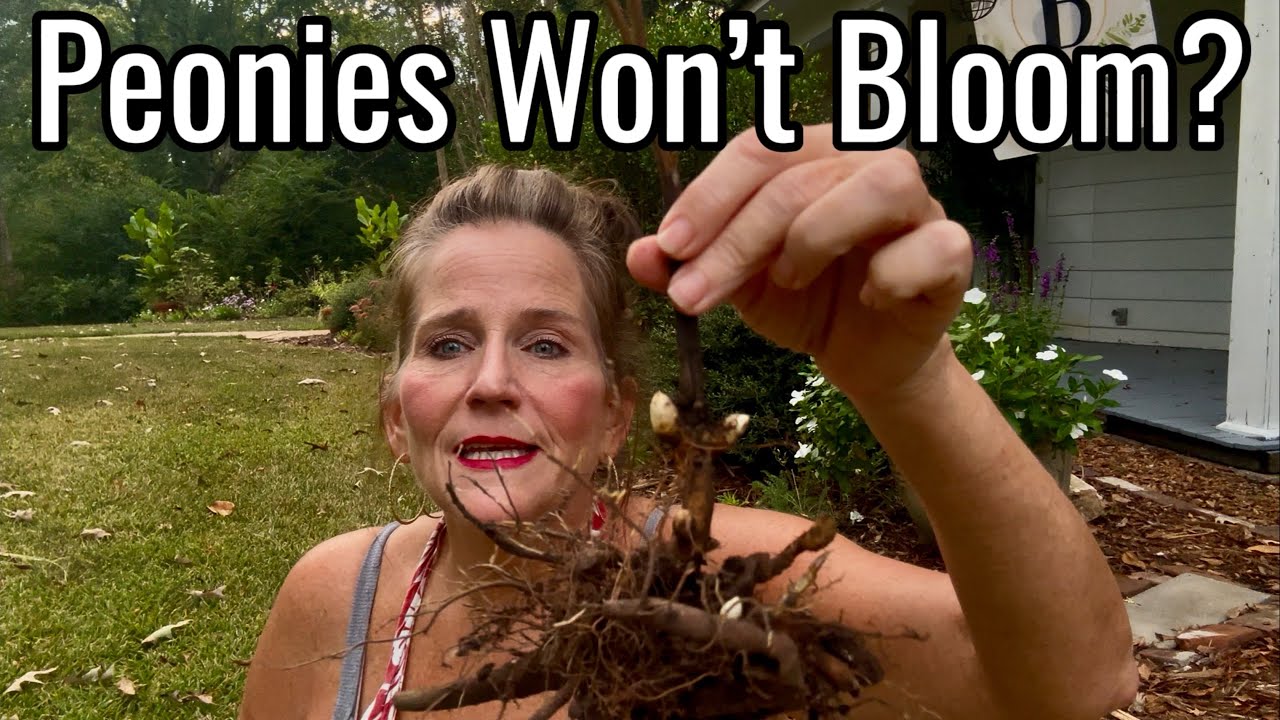 STOP THIS MISTAKE! Planting Peonies Too Deep🌸