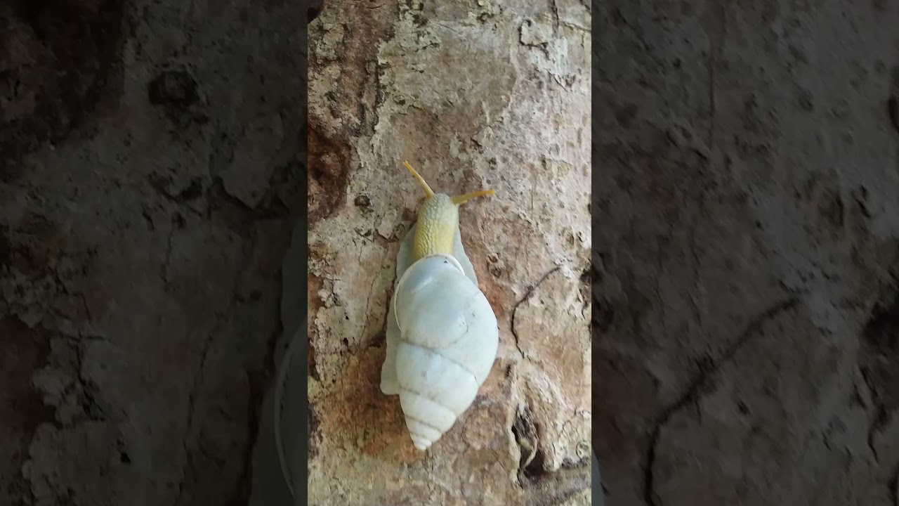 Siput Albino? Animal kingdom