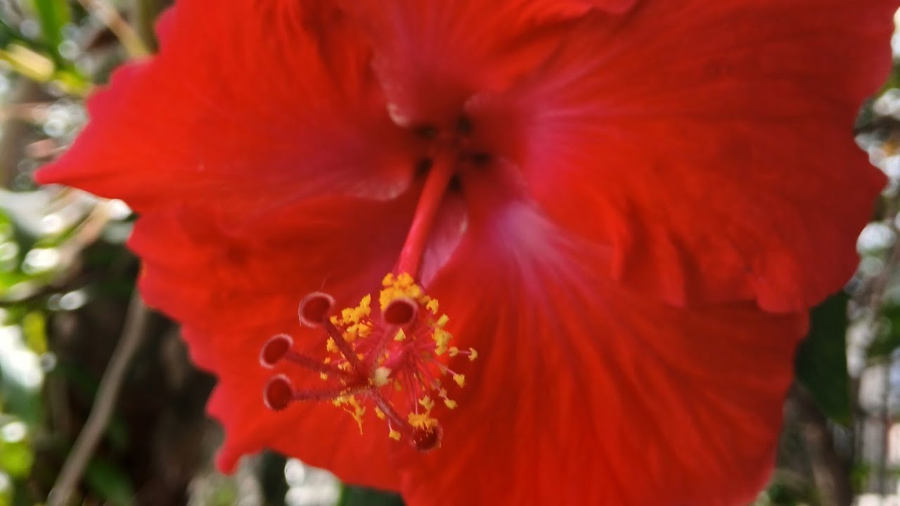 El Jardin de Sofi Best moments está en vivo