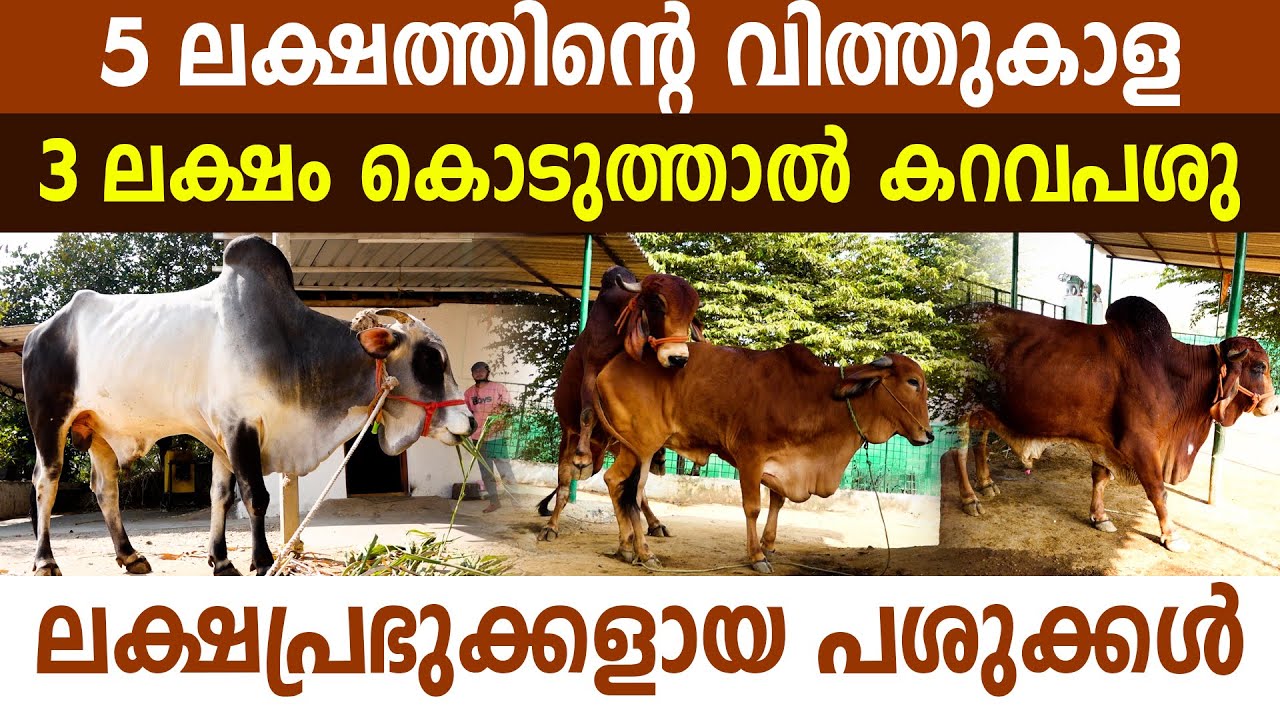ഇവിടെ പശുക്കളെ തടുപ്പിക്കാനും വേണം ലക്ഷങ്ങൾ I Dairy Farming I Cow Farm I Dairy Farm I