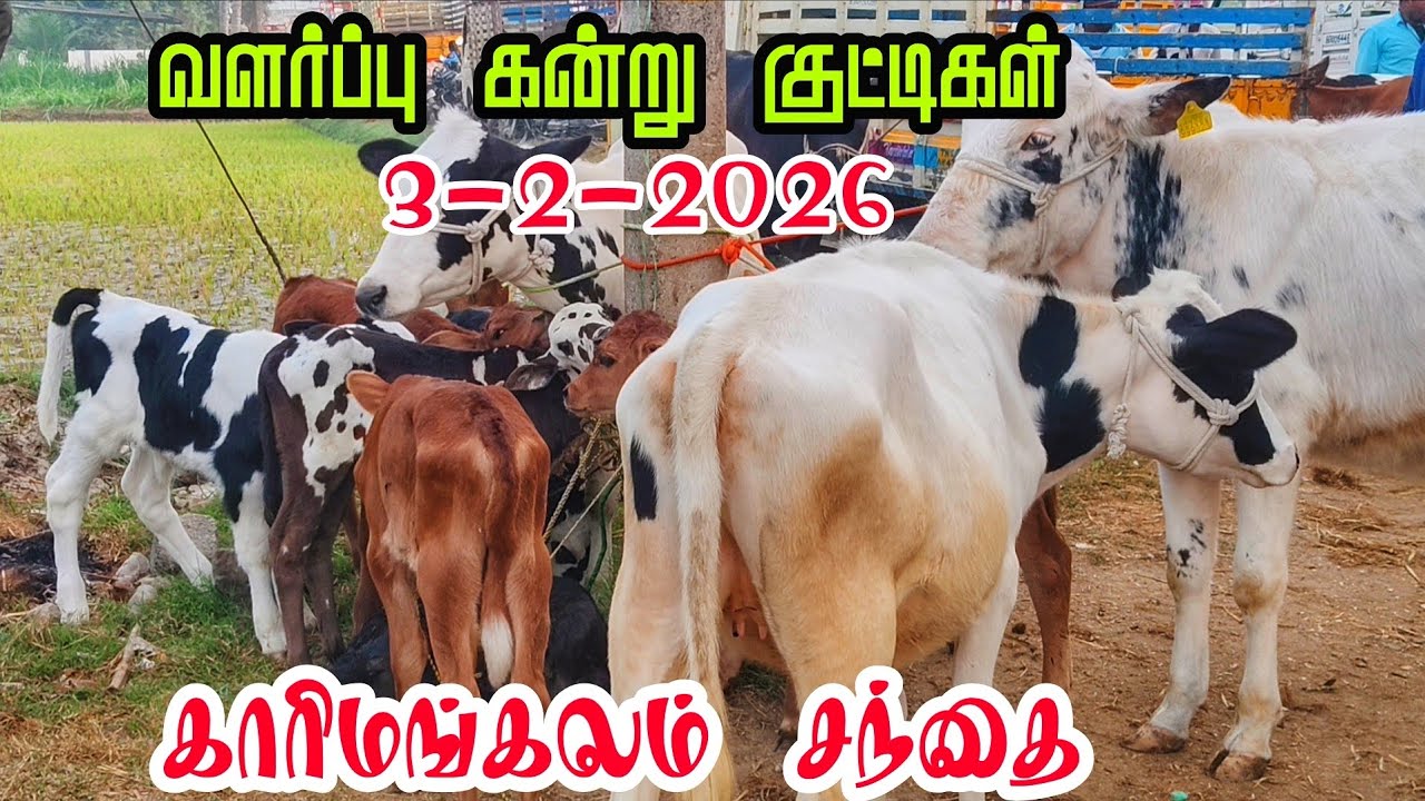 3-2-2026 வளர்ப்பு கன்று குட்டிகள் காரிமங்கலம் சந்தை தருமபுரி மாவட்டம் 