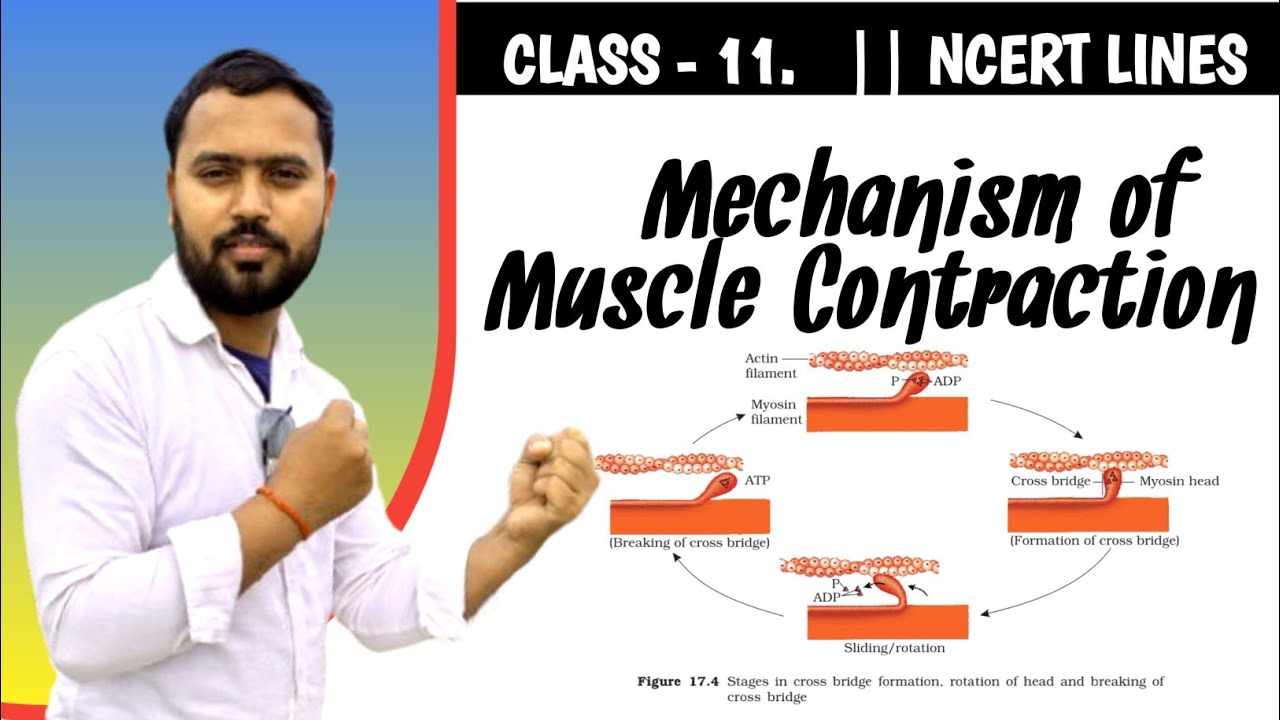 Mechanism of Muscle Contraction | Sliding Filament Theory | Actin and Myosin | Class 11 Biology