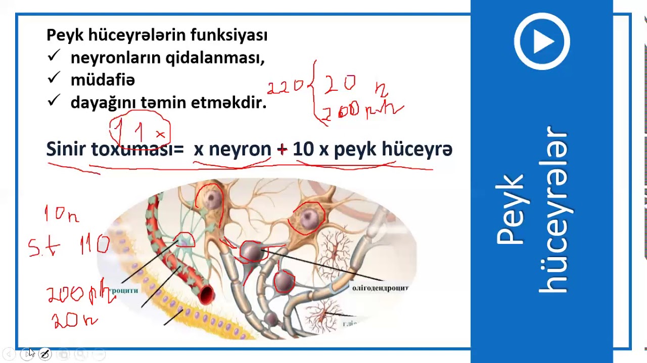 9-cu sinif Bioligiya - İnsanın sinir sistemi