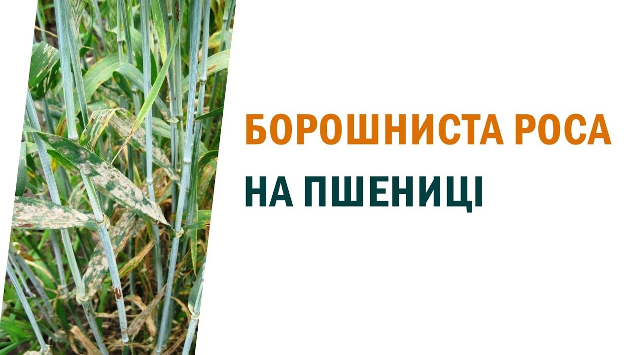 Первая фунгицидная обработка по пшенице для защиты от мучнистой росы 💊💧