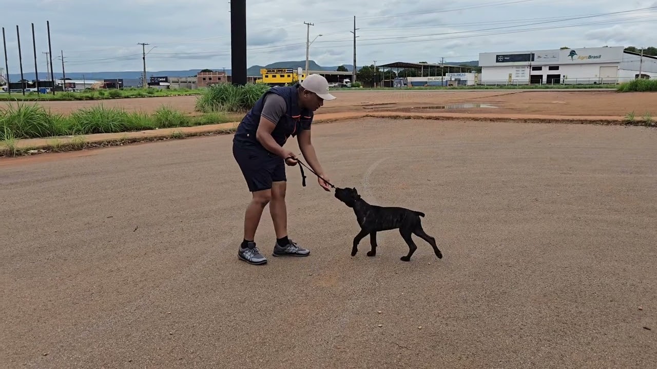 Método de fazer o cão aceitar a guia