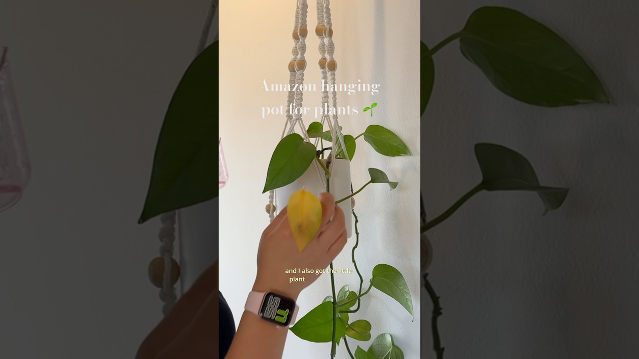 Water my beauty studio hanging pot/plant#chillvlogs#potplants#hangingplants#hangingplantsideas