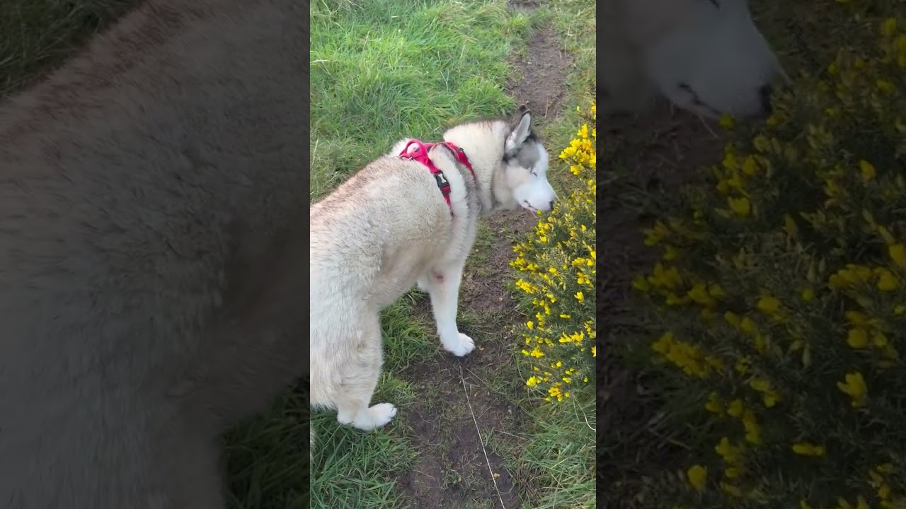 Luna The Blind Husky Jumping Through The Ferns Nov 25