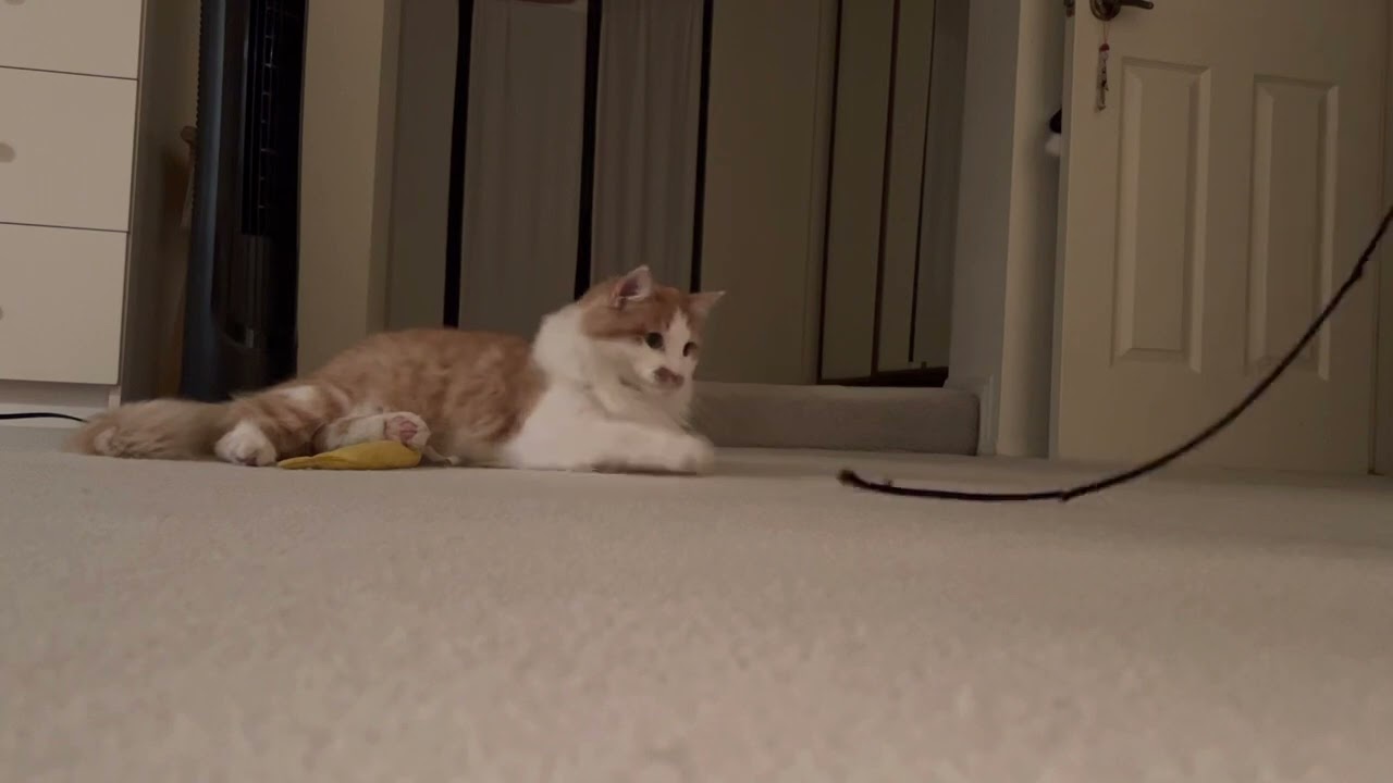 Bushy’s lazy night