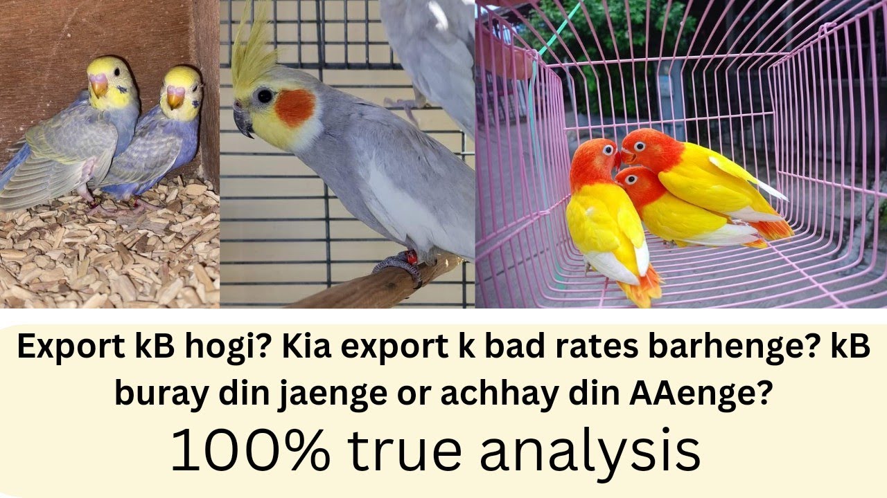 birds ki export kB hogi? export k bad rates barhenge? | breeding business | July 24, 2024