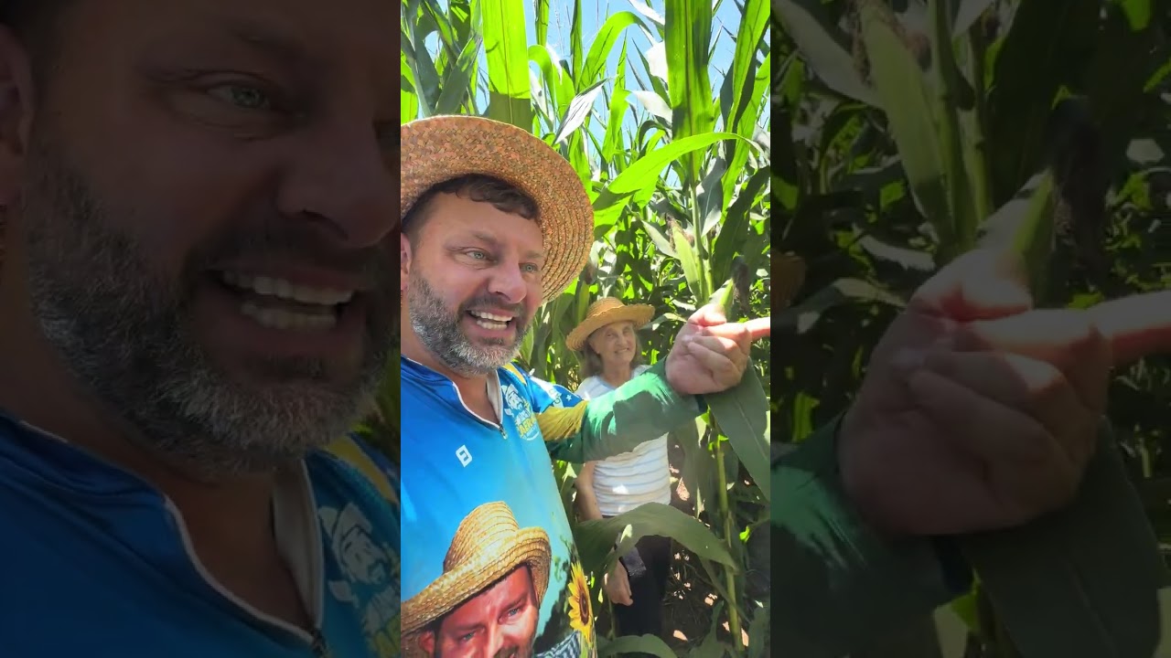 Qual a principal ferramenta para manter a sanidade do milho 🌽 