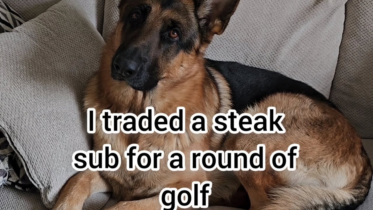 I left Pal home alone today and felt so bad about it.#mikelalicich #germanshepherd #gsd #steak