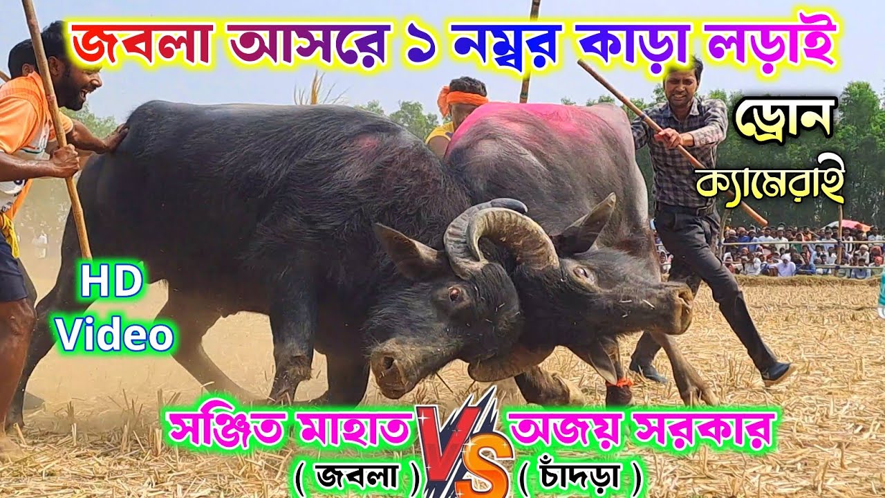 জবলা আসরে ১নং কাড়া লড়াই !! সঞ্জিত মাহাত vs অজয় সরকার চাঁদড়া প্রাইজ ছিনিয়ে নিল 
