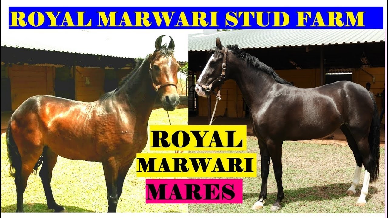 BEAUTIFUL MARES at ROYAL MARWARI STUD FARM Karjat