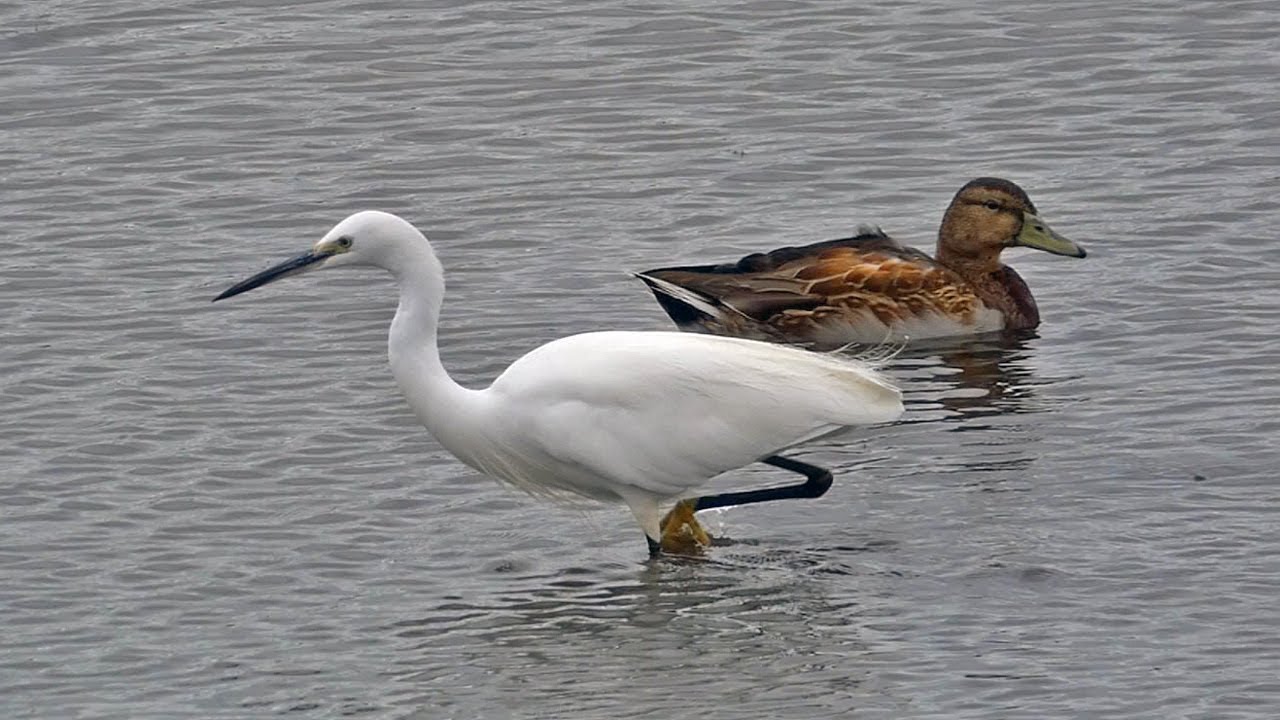 Little Egret Facts - Hunting Technique and Diet
