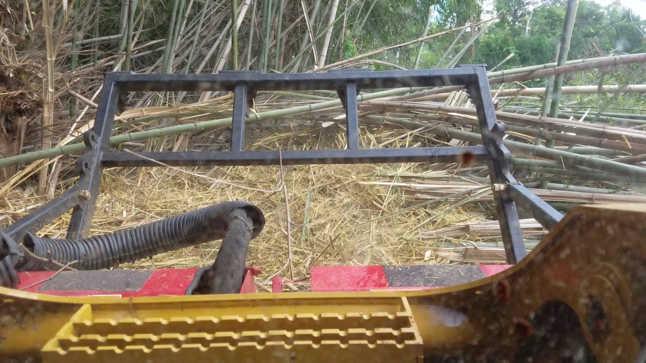 Mulching thick bamboo with a Cat 299d2 xhp and a fecon forestry mulcher