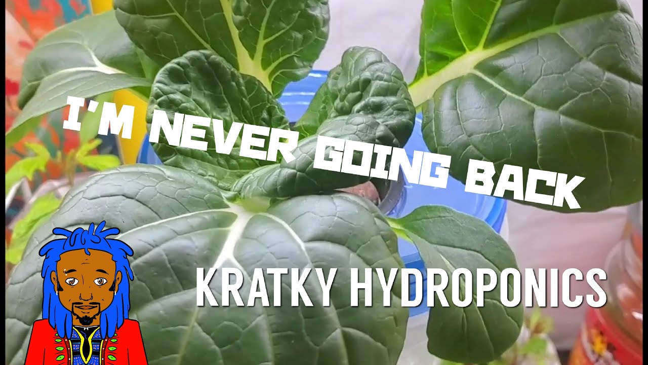 Full Experience with Hydroponic Dr Kratky Growing in THE GARDEN OF FEODORA