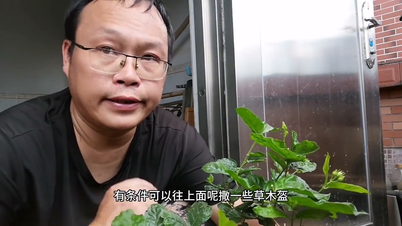 “茉莉花”从黄叶到爆盆，只要做对一件事！