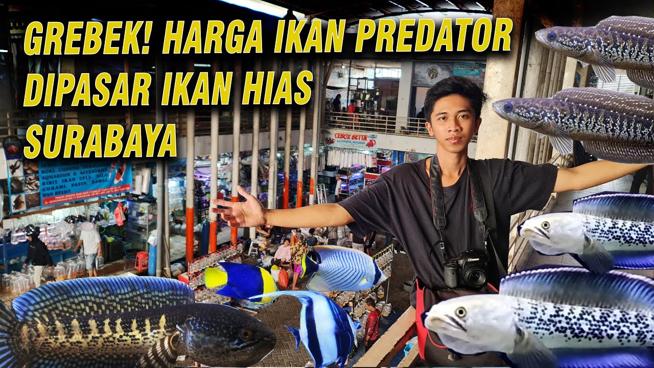BANYAK CHANNA DAN IKAN PREDATOR, REVIEW PASAR IKAN HIAS GUNUNG SARI SURABAYA!!!