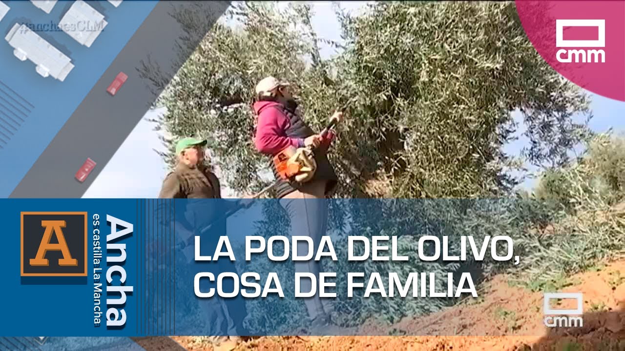 Tomás y Laura, cuando la poda del olivo es cosa de familia | Ancha es Castilla-La Mancha