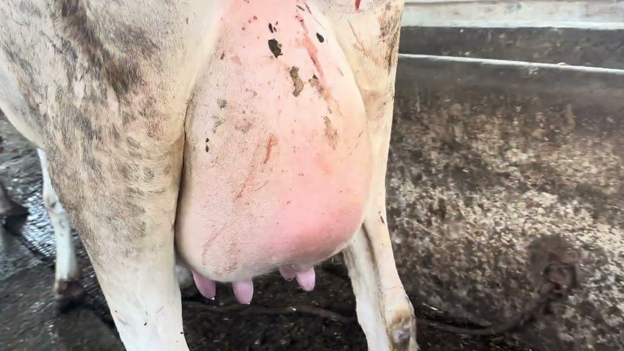 55+ Milking❤️&zwj;🔥Cows Available🔥For Sale🤙🏻 (8194844494)🏆#ksdairyfarm #cow #punjab #forsale 🥇