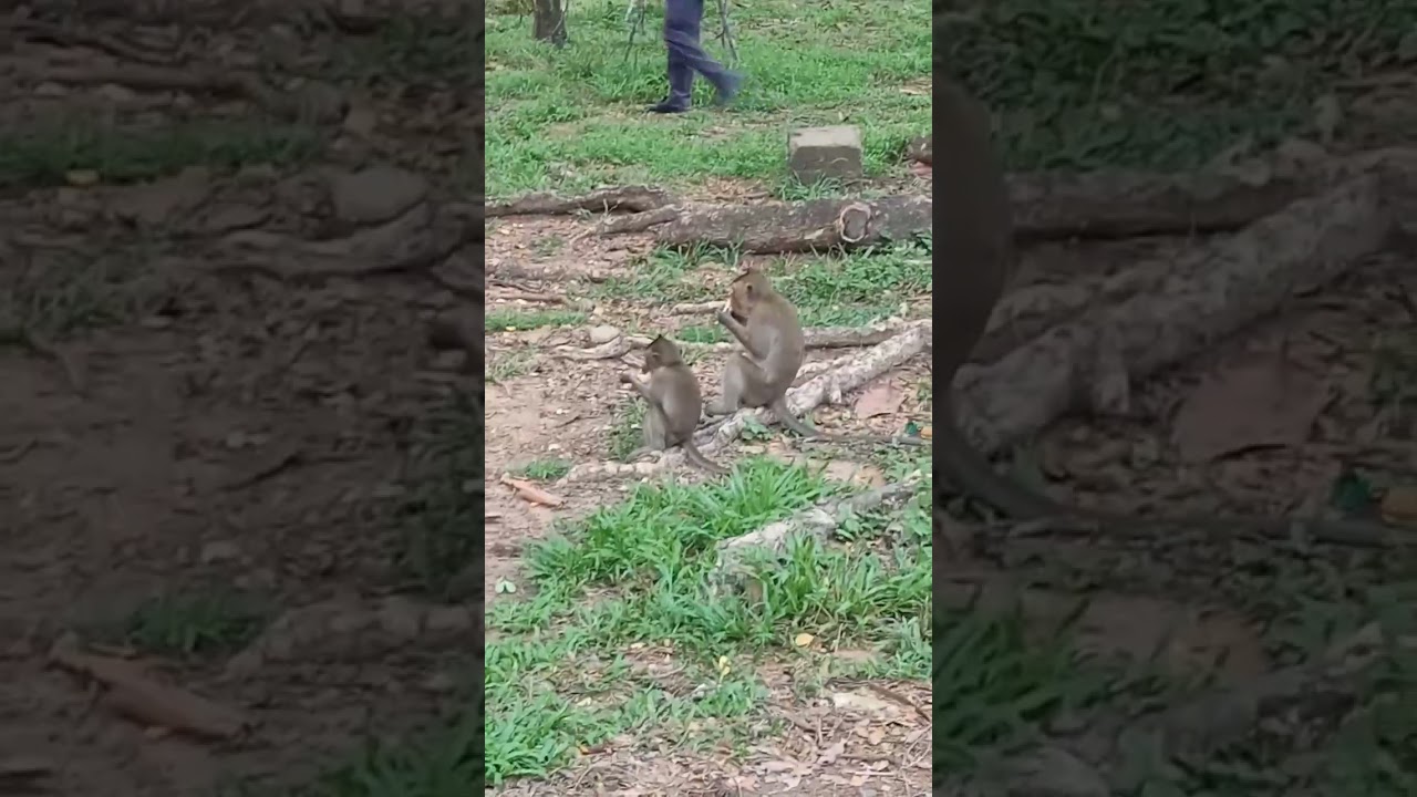 monkeys are inside of Bayon #monkey #animals #hanuman