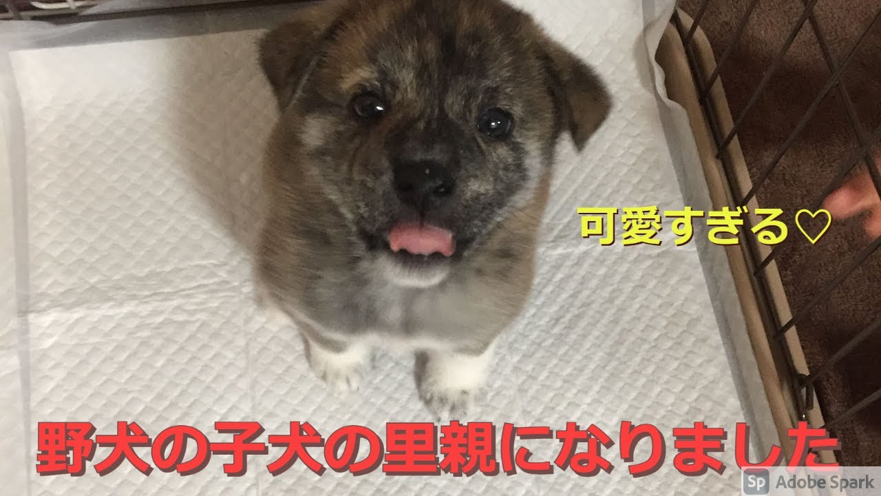 【保護犬】野犬の子犬の里親になりました。これからしっかりと育てていこうと思います【可愛さ反則級】
