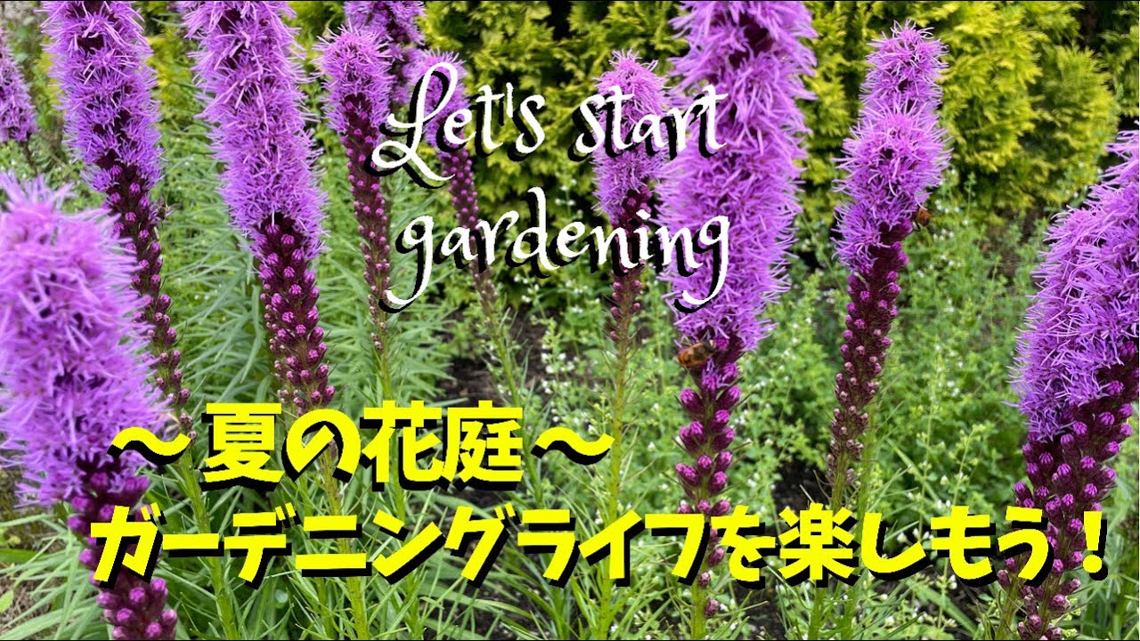 ガーデニング/梅雨明けから夏の庭へ　宿根草のメンテナンス　家を飾るスリット鉢