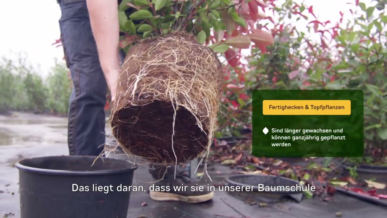 Heckenpflanzentotal - Glanzmispel