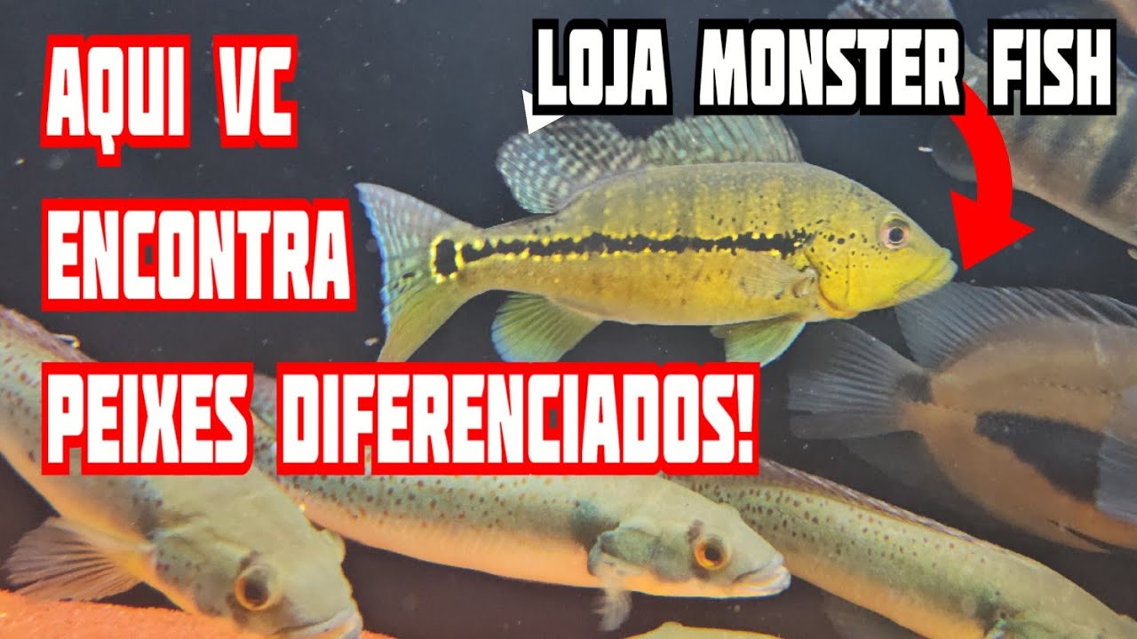 Peixes jumbo! Importados e nacionais,  incríveis e exclusivos! Loja Monster Fish