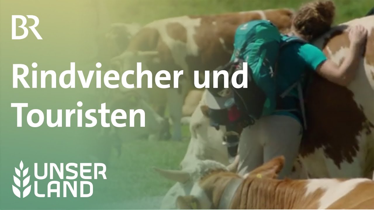 Rindviecher und Touristen: Gefährliche Begegnungen auf der Alm | Unser Land | BR Fernsehen