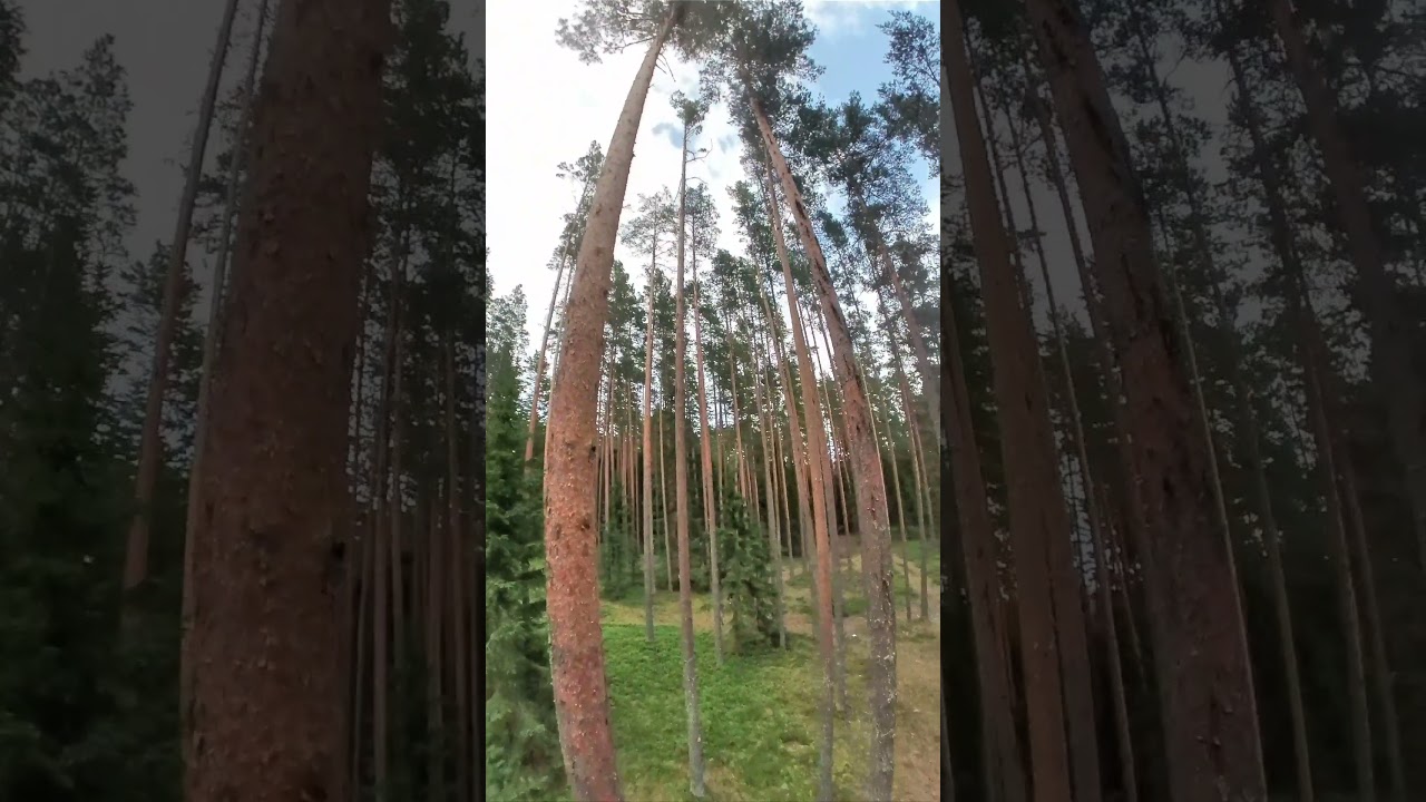 forestfpv1