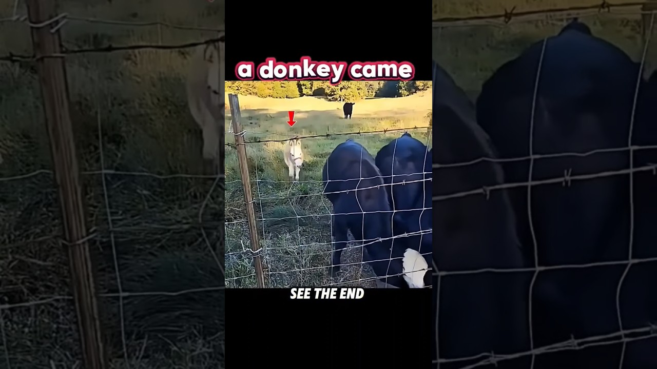 Cows Were Just Eating... Then the Donkey Attacked! #trending #animals #wildlife #youtube #shorts
