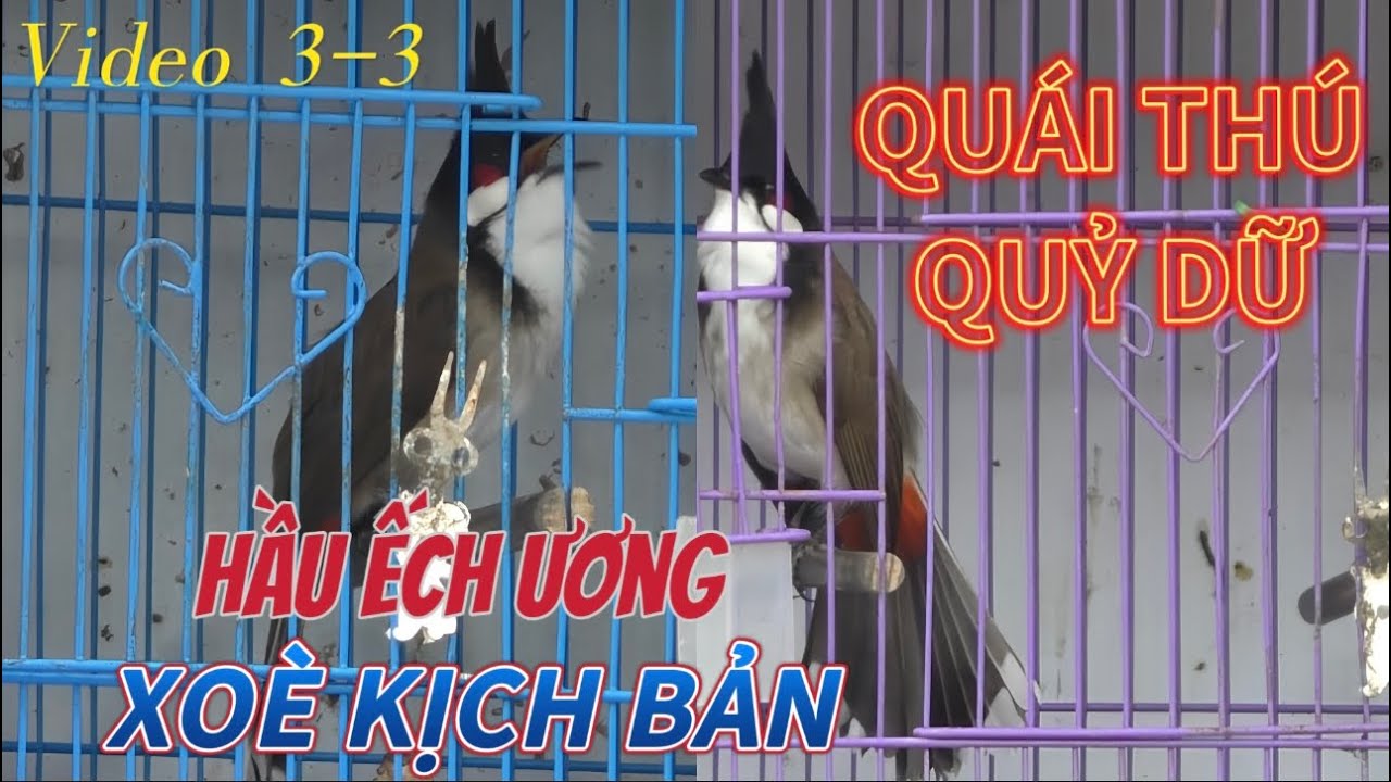 QUÁI THÚ XOÈ MỀM-Xoè Kịch Bản/Nết Chơi Quỷ Dữ/Đầu To Hầu Ếch Ương/Lắc Đuôi Giật Gân 3.3