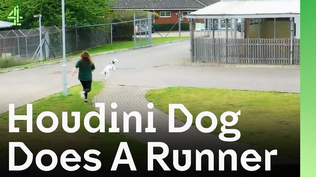 Houdini Dog Does A Runner | The Dog House 🐶