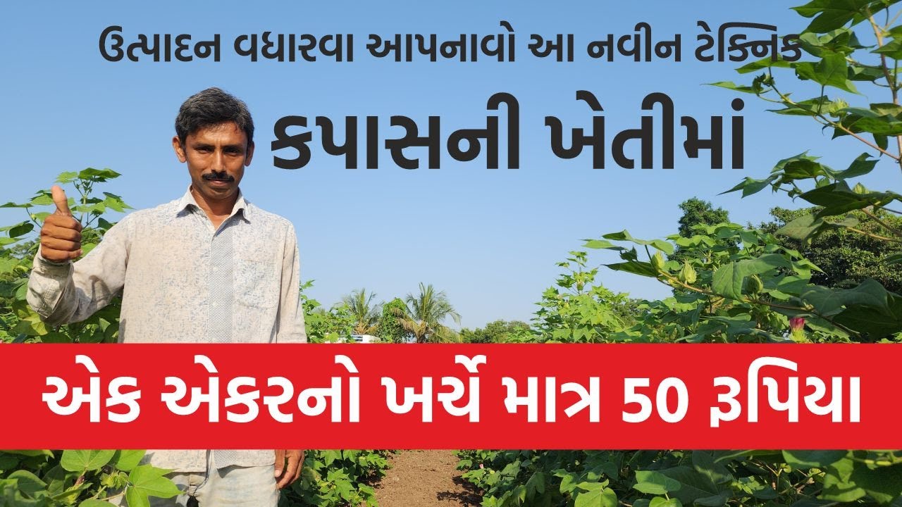કપાસની ખેતીમાં અત્યારે શું કાળજી રાખશો જેથી ઉત્પાદન વધે કપાસ લીલોછમ રહે.