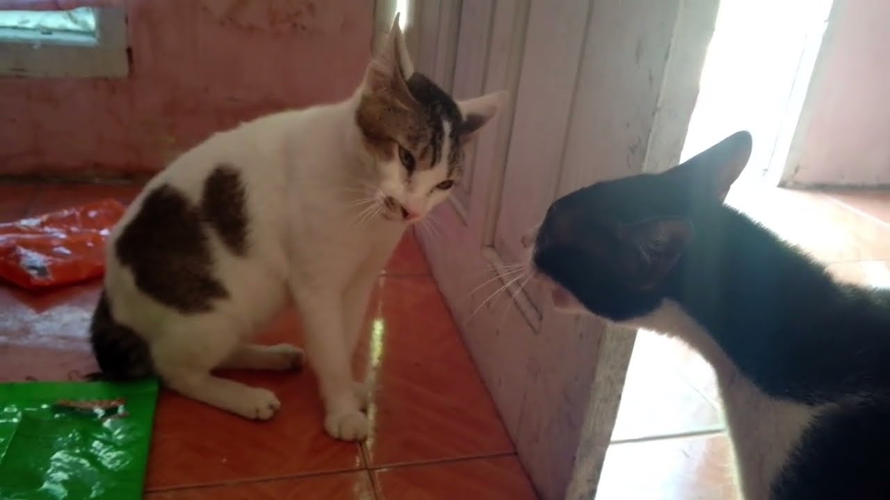 Kucing Berantem,Kucing Putih Lagi di Ceremahin si Hitam