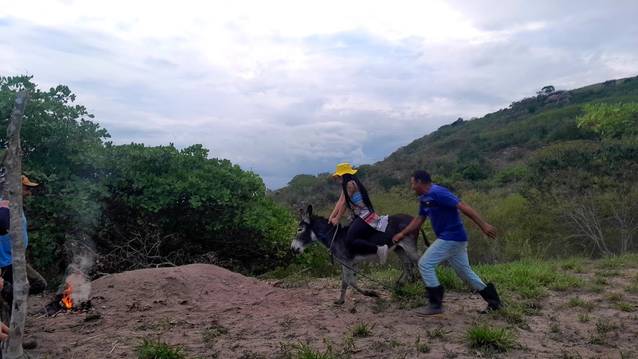 Desafiou montar no burro jurubeba veja o que acontece