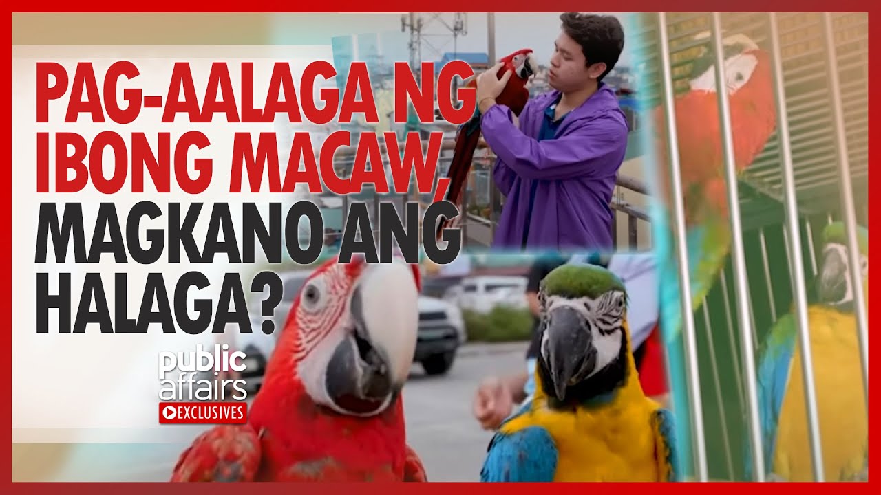 Pag-aalaga ng ibong macaw, magkano ang halaga? | Public Affairs Exclusives