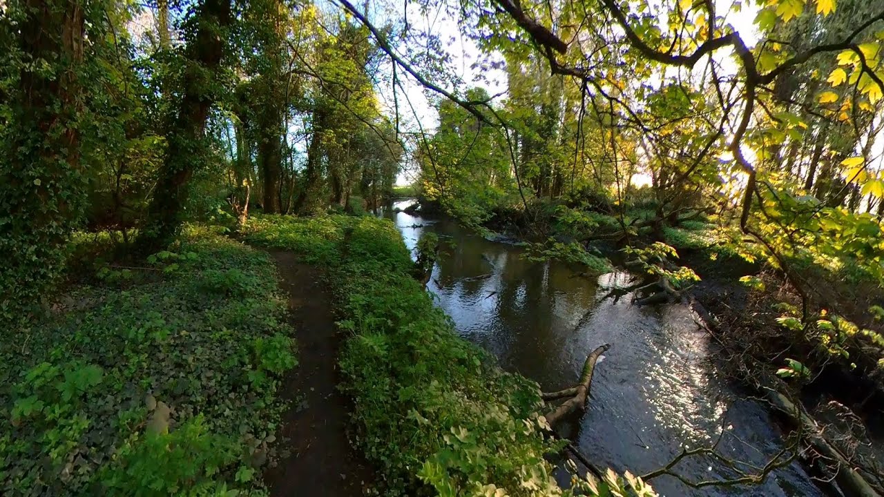 Riverside Ambience: Real Life Bird Sounds ASMR Calming Nature Walk