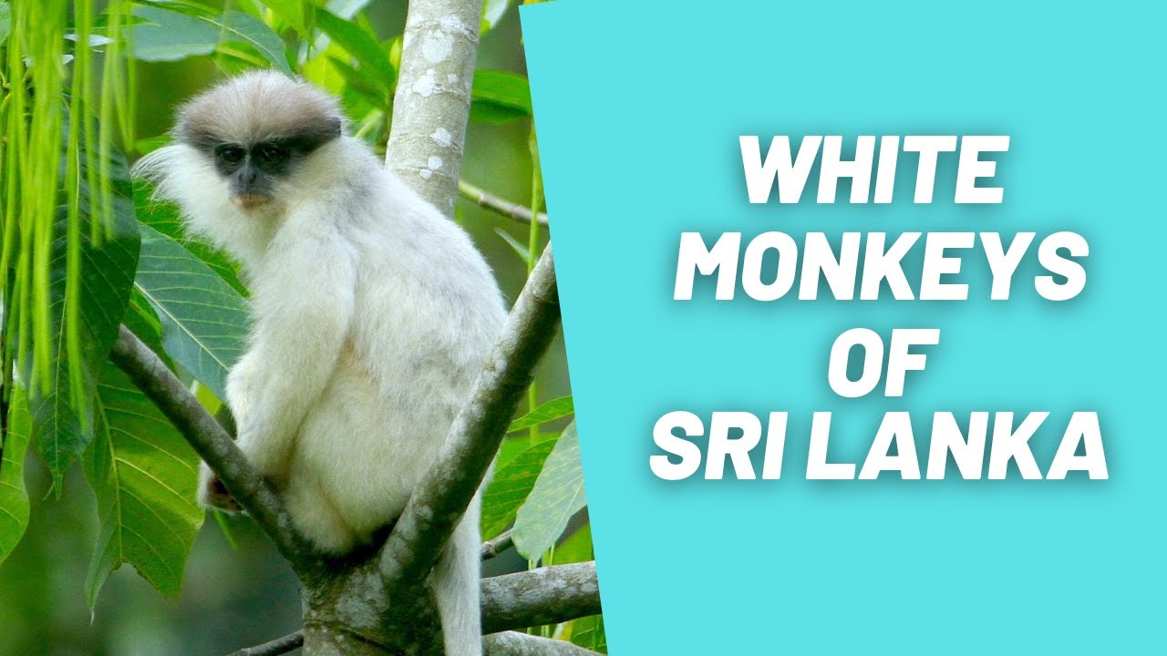 White Monkeys of Sri Lanka