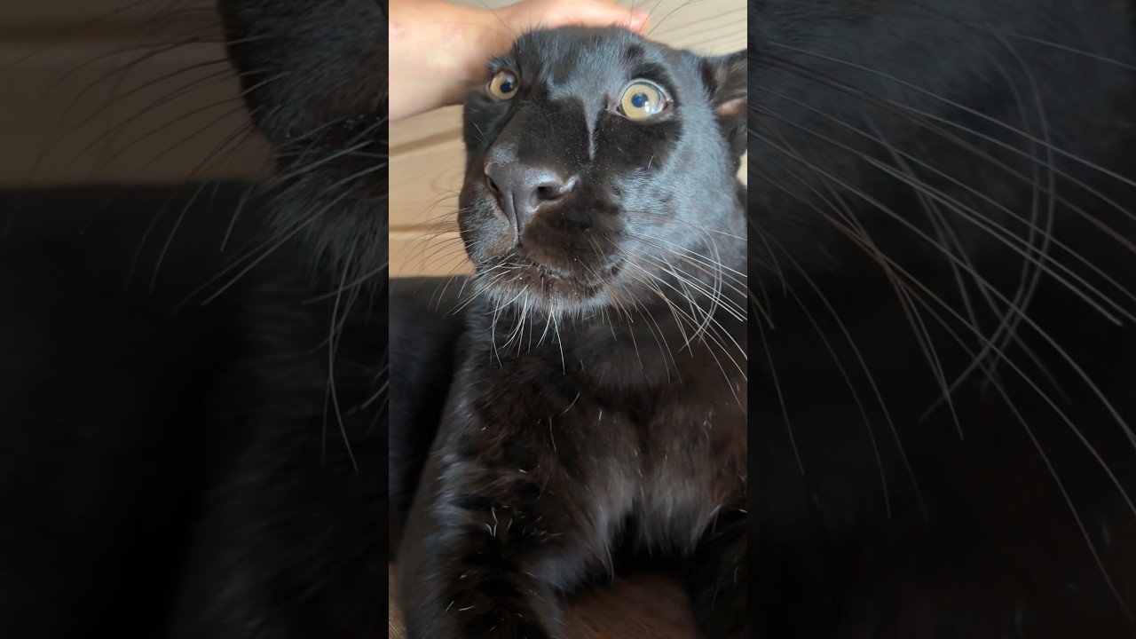Purring panther 🐆