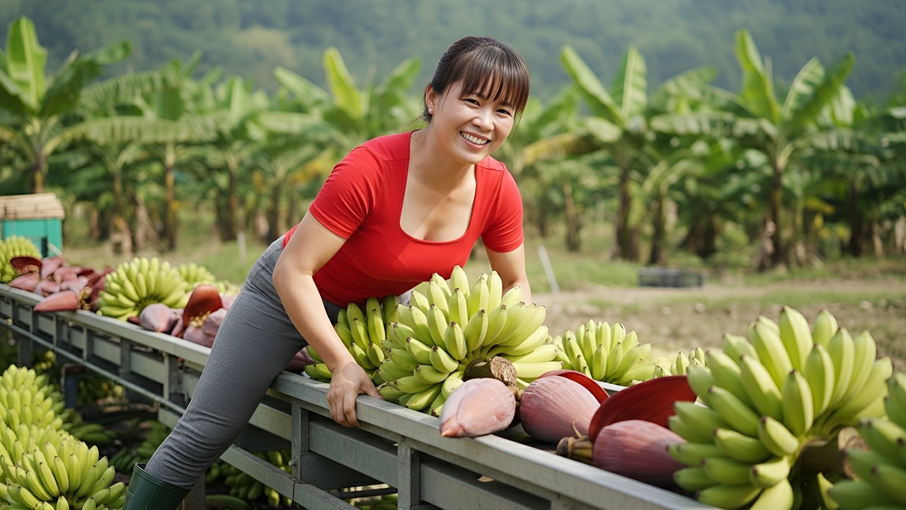 Harvesting Tons of Bananas — Loaded to Go to the Village Market