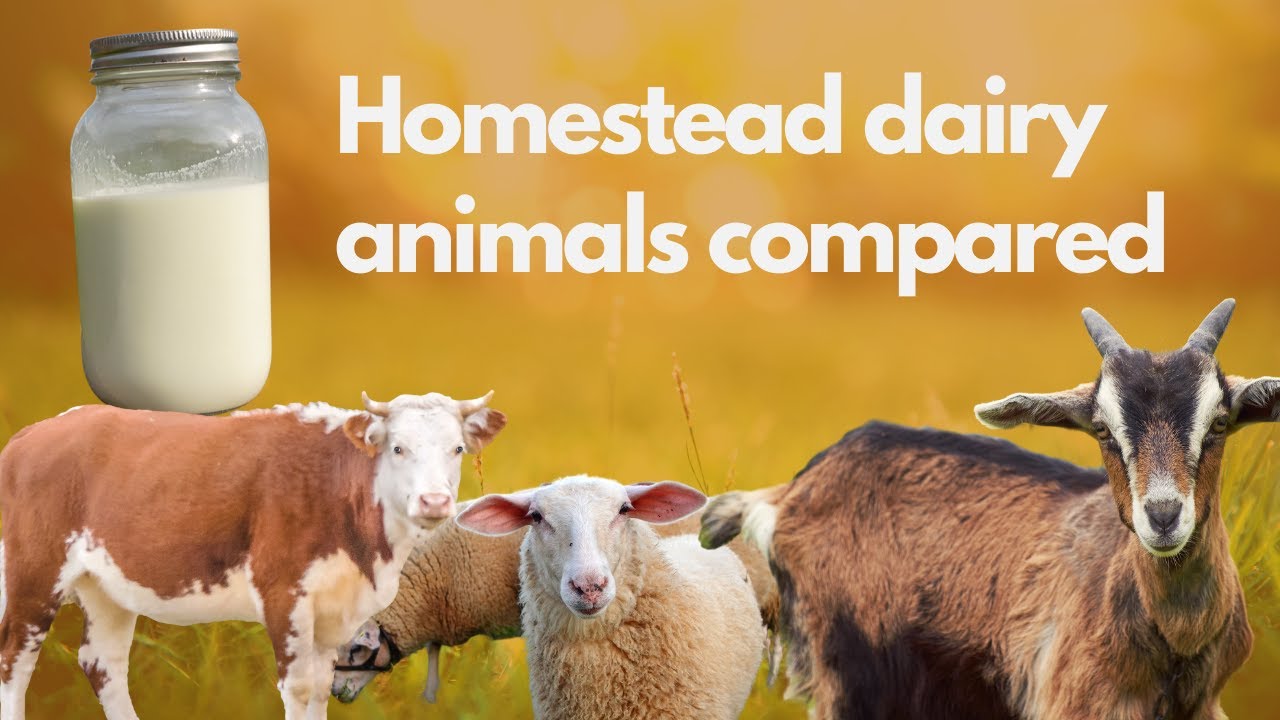 Cow milk vs Sheep milk vs Goat milk (+ How to Milk a Sheep)