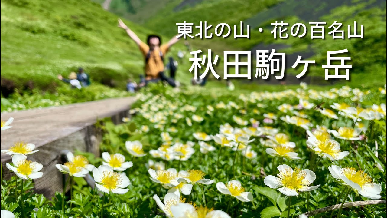 【秋田駒ヶ岳】絶景の秋駒ブルーにムーミン谷が最高すぎた！＜東北の山・花の百名山＞